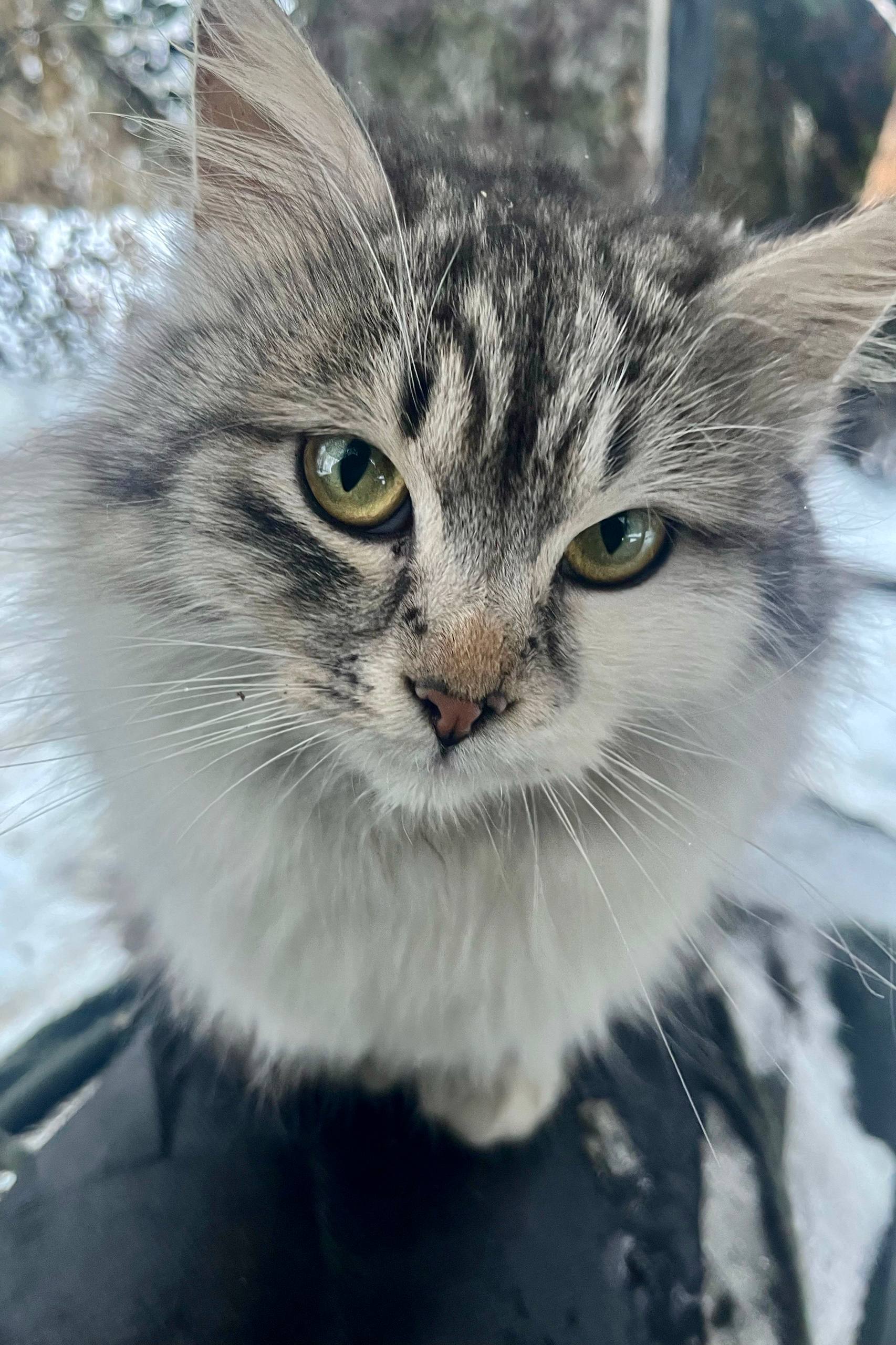 1 марта в России отмечают День кошек 1 марта в России отмечают День кошек