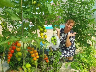 Как ускорить созревание помидоров: новые советы для дачников