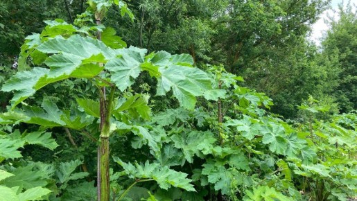 С 1 марта орловцев будут штрафовать за борщевик на даче