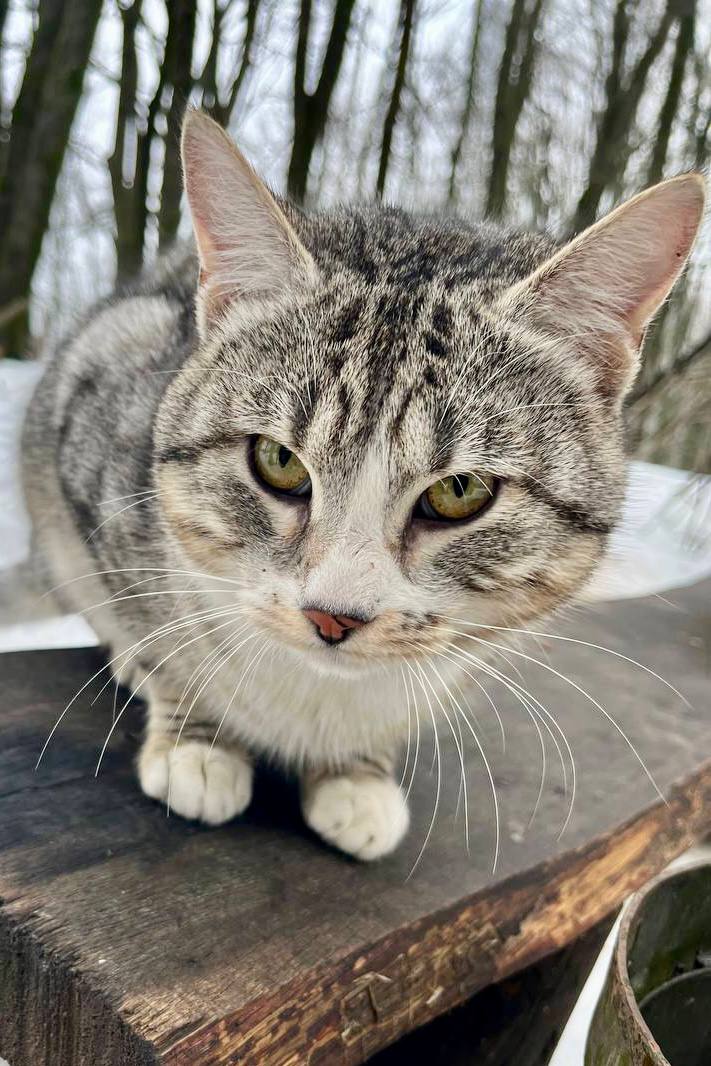 1 марта в России отмечают День кошек 1 марта в России отмечают День кошек