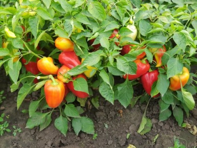 ������� �����, ������� ������ � �����������: ����������� � ������ ������