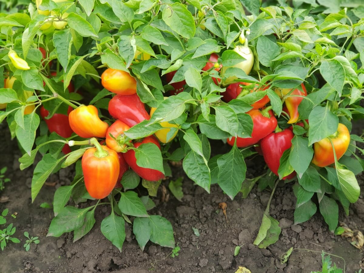 Сладкие перцы, которые радуют и вдохновляют: разбираемся в лучших сортах