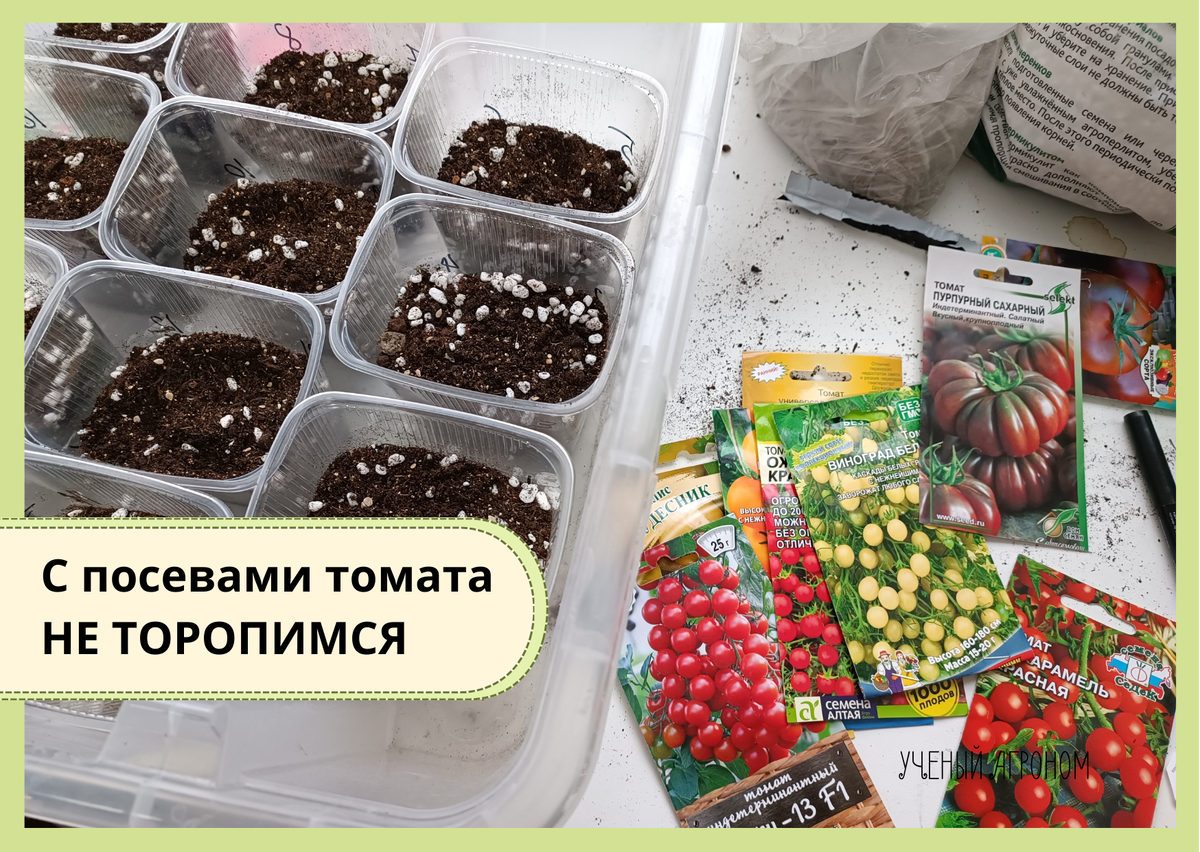 Когда сеять томаты: ключевые советы для разных регионов России