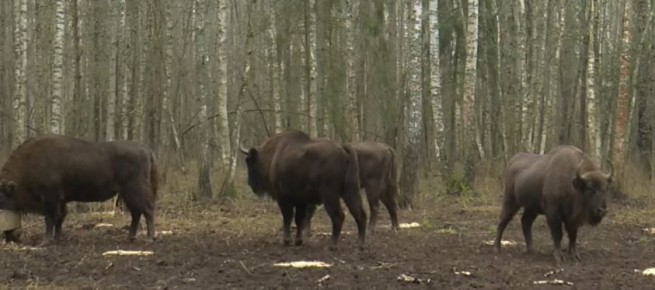 ��� ��������� ������ ��������� ������ � ���������� ������� �������� ����� �������