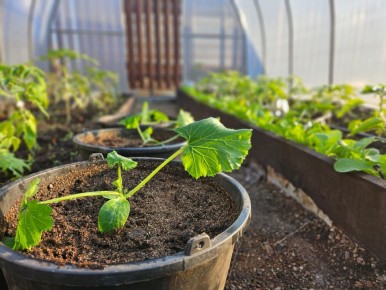 ��� ������� �������� ������� ����� ������ ������ � ����������