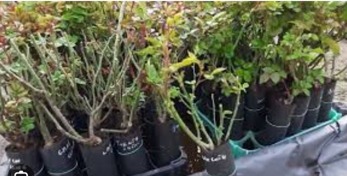 Как спасти розы, купленные в марте: пошаговая инструкция до мая