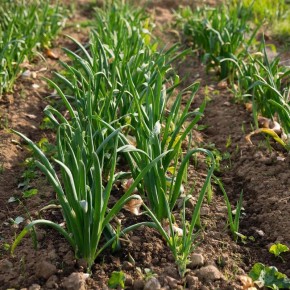 ��� ��������� ������ ������ ��� �������� ������: ������� ��������� �����