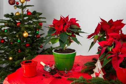 Как сохранить пуансеттию на долгое время