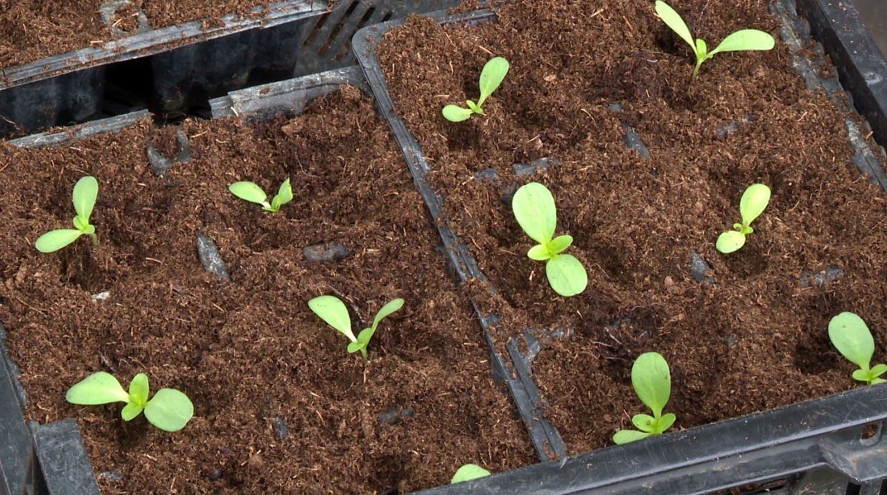 Старт сезона озеленения в Орле дадут в начале апреля Старт сезона озеленения в Орле дадут в начале апреля