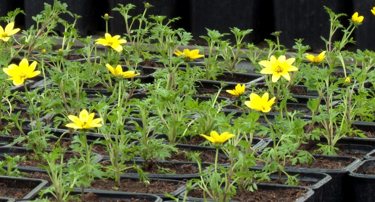 Старт сезона озеленения в Орле дадут в начале апреля Старт сезона озеленения в Орле дадут в начале апреля