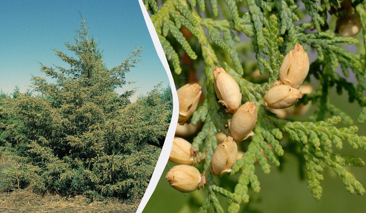 Осторожно с секатором: какие хвойные не любят осеннюю обрезку