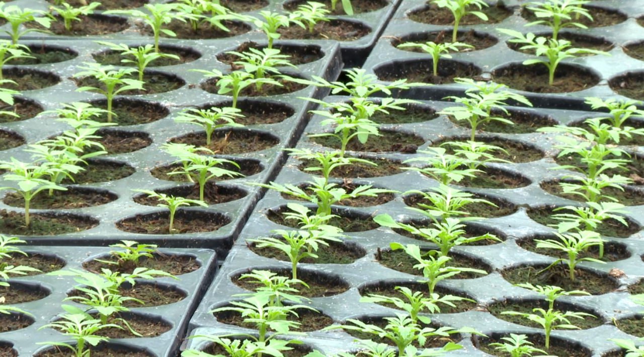 Старт сезона озеленения в Орле дадут в начале апреля Старт сезона озеленения в Орле дадут в начале апреля