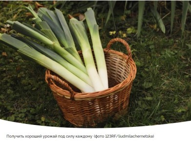 Искусство выращивания порея: секреты успеха и хитрости ухода