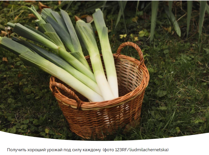 Искусство выращивания порея: секреты успеха и хитрости ухода