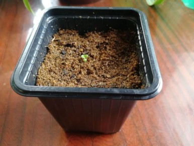 На подоконнике весна: что взошло с начала марта