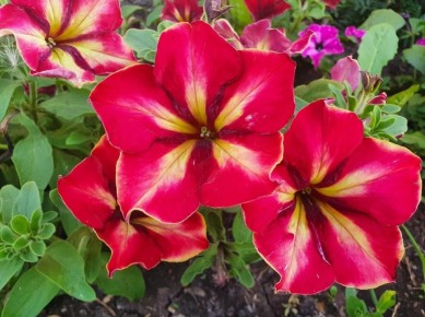 ��� ������� ��������� ������� ��� ������ ����