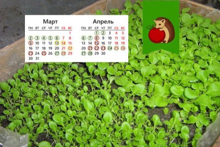 ����� ������� ������� �� �������: ������ ��� ���������