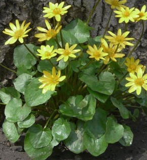 Чистяк весенний: полезные свойства и применение в народной медицине