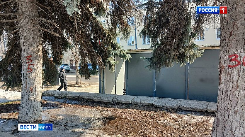 Жители Орла обеспокоены судьбой деревьев в сквере Маяковского