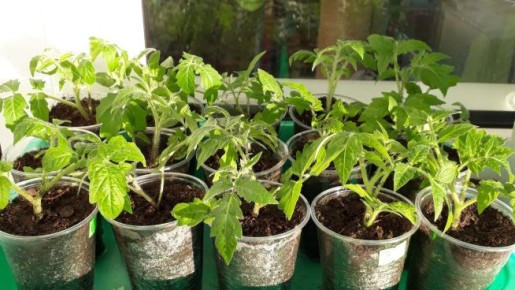 ��� ��������� ���������� ������� ������� � ��������� �����������