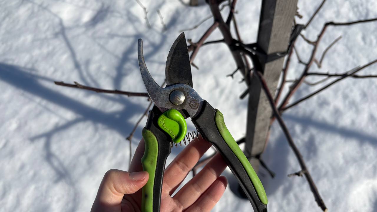 Орловчанам рассказали, как правильно обрезать яблони Орловчанам рассказали, как правильно обрезать яблони