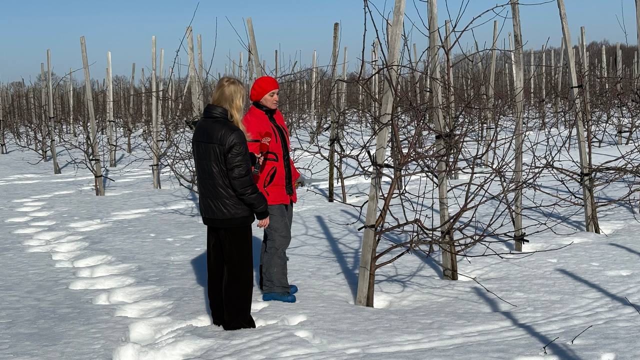 Орловчанам рассказали, как правильно обрезать яблони Орловчанам рассказали, как правильно обрезать яблони