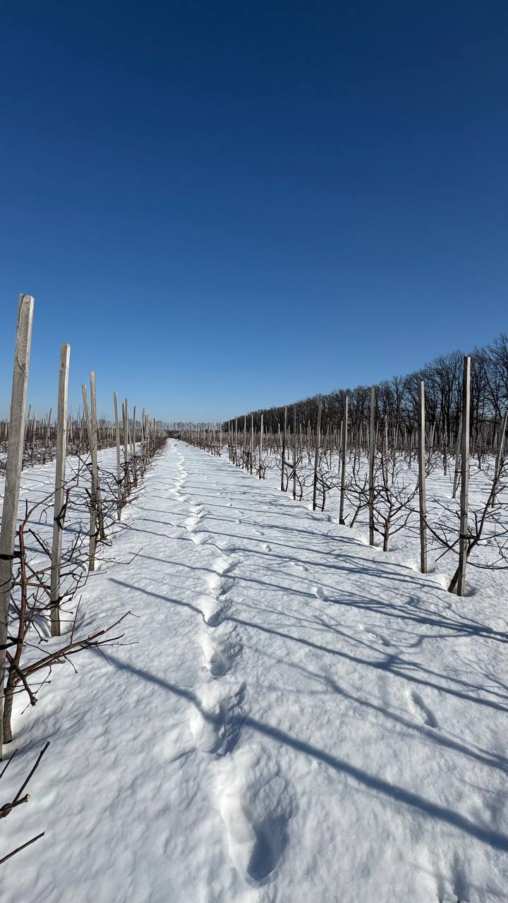 Орловчанам рассказали, как правильно обрезать яблони Орловчанам рассказали, как правильно обрезать яблони