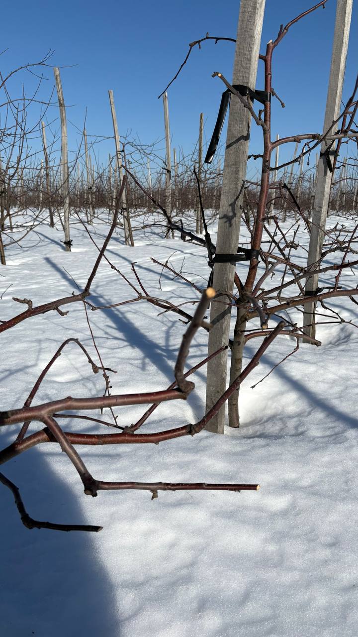 Орловчанам рассказали, как правильно обрезать яблони Орловчанам рассказали, как правильно обрезать яблони