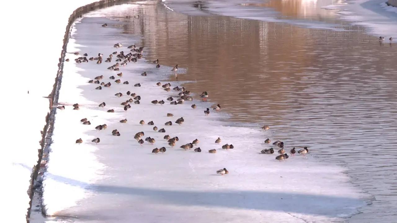 В Орловской области началось половодье
