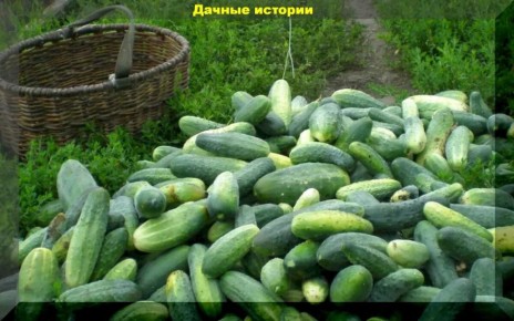 ������� ��������� ����������� �������: ��� �������� �������� ������