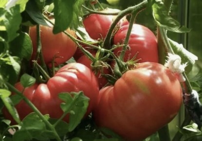 ��� �������� �������� ������ ��� ����������� ������� ��� ��������� ��������� ������