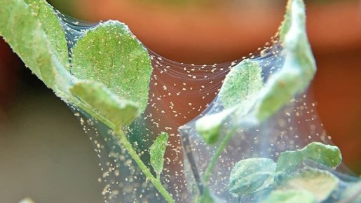 ����������� ������ � ��������� ������: ������� �������� �����������