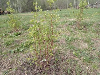 Как размножить жимолость: 5 эффективных способов для вашего сада