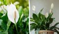Как вдохнуть жизнь в женское счастье: советы по уходу за спатифиллиумом