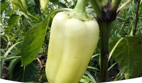 ������ ��� ����� �� ������: ����������� � �������� � �������� ������� ��������