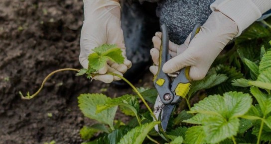 ����� �������� ��������: ������� ��������� �����