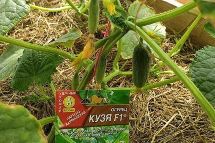 ������ ����: ������� ����������� � ������������ �����