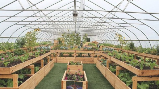 Как справиться с отсутствием урожая в теплице