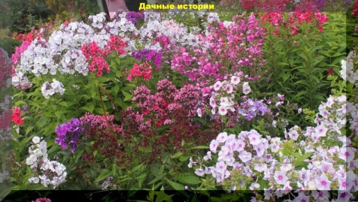 Как добиться роскошного цветения флоксов: секреты успешных дачников