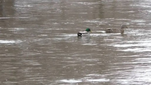 В Орловской области снизился уровень воды на 20–30 сантиметров