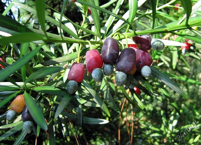 Деревья, производящие мармелад: удивительные факты о природной сладости