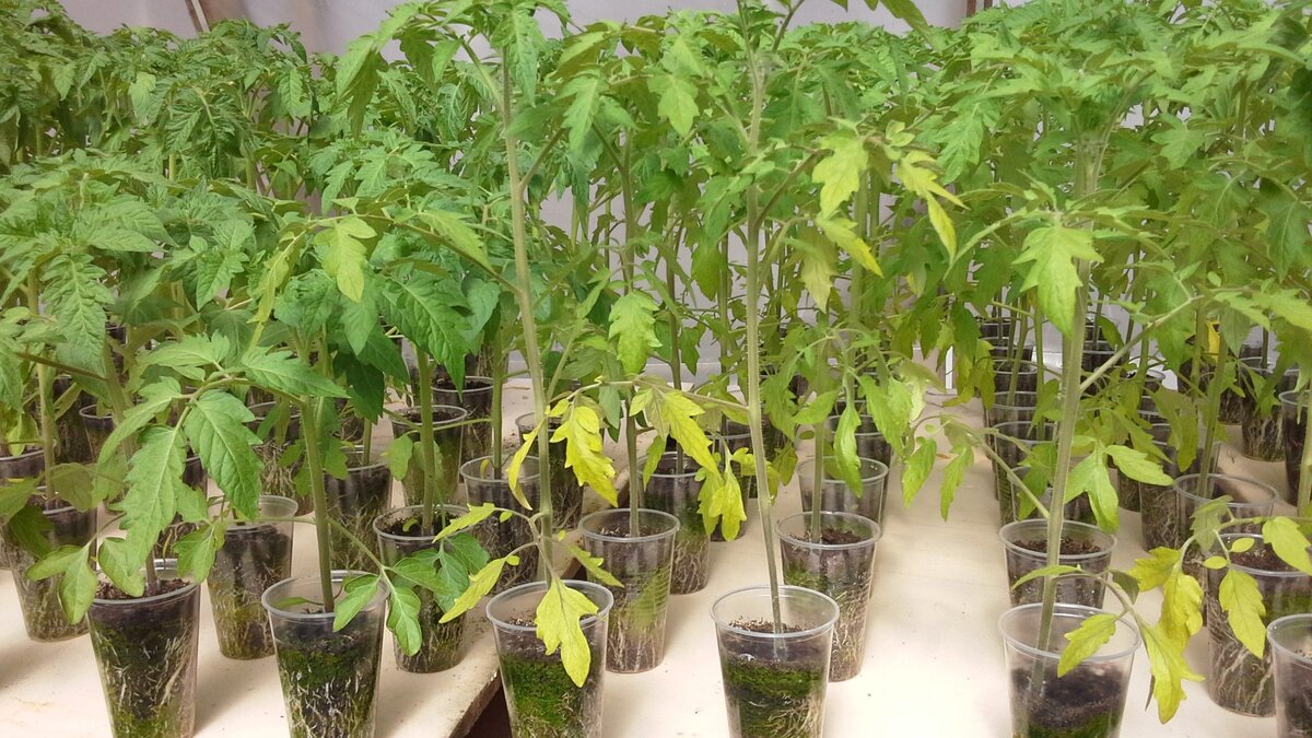 Почему у рассады томатов сохнут листья: выявляем и устраняем проблемы