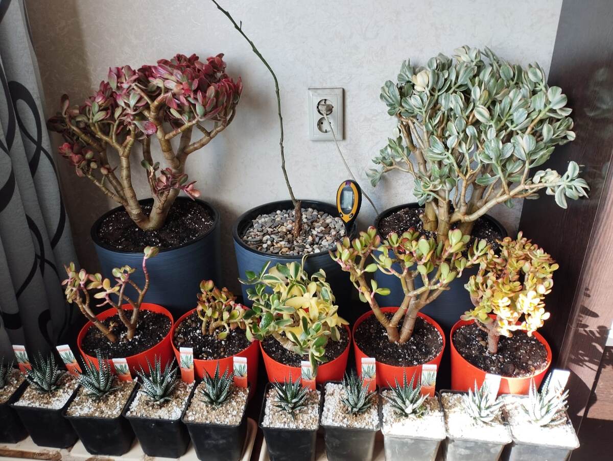Как спасти суккуленты от потери цвета: советы и хитрости