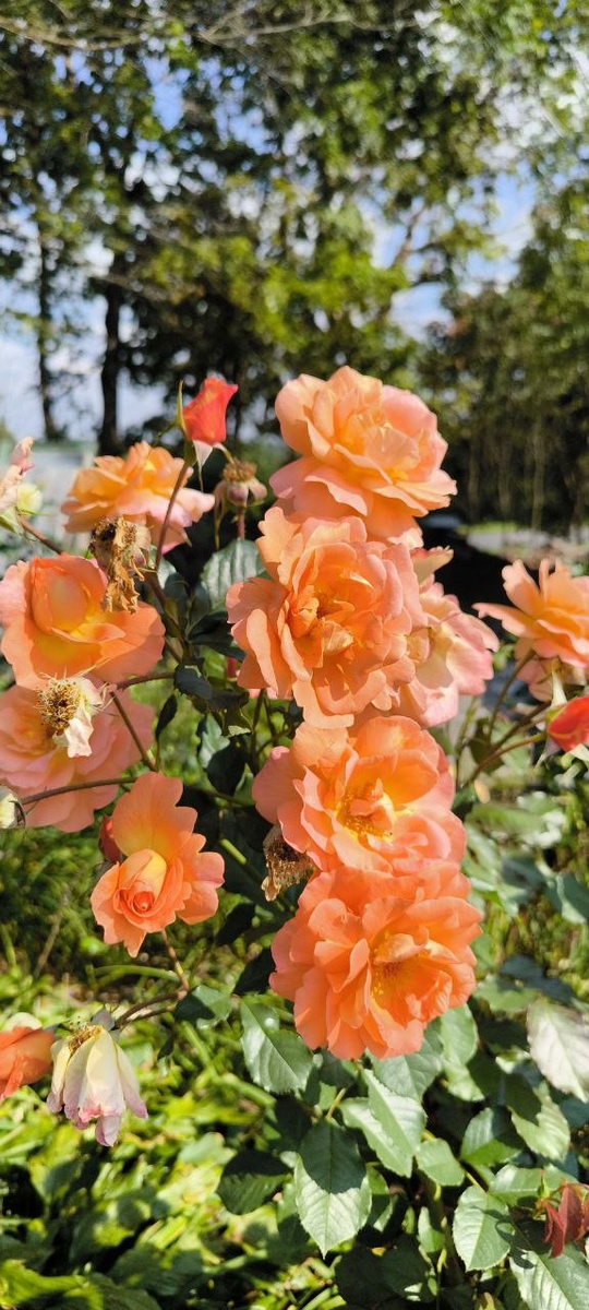 Розы Вестерленд и Джульетта: Красота, Которая Не Зависит от Погоды