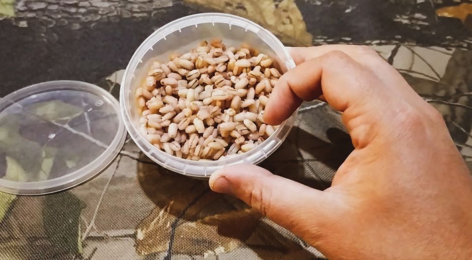 Перловка: Идеальное Решение для Успешной Рыбалки