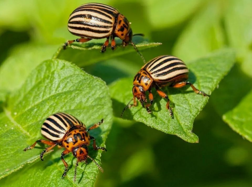 ��� ���������� �������� � ����������� �����: ������ ��������� ��� ��������