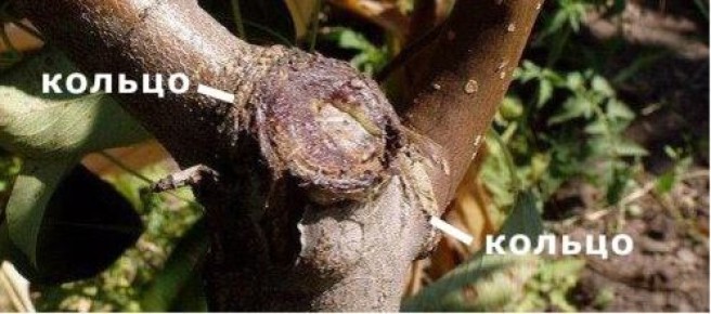 ������, ������� ������ ��� ���: ���� ����� ��������