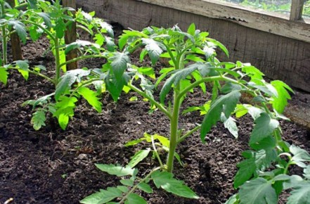 ���������� ������ ��������� ��� ������� � ����������� �������