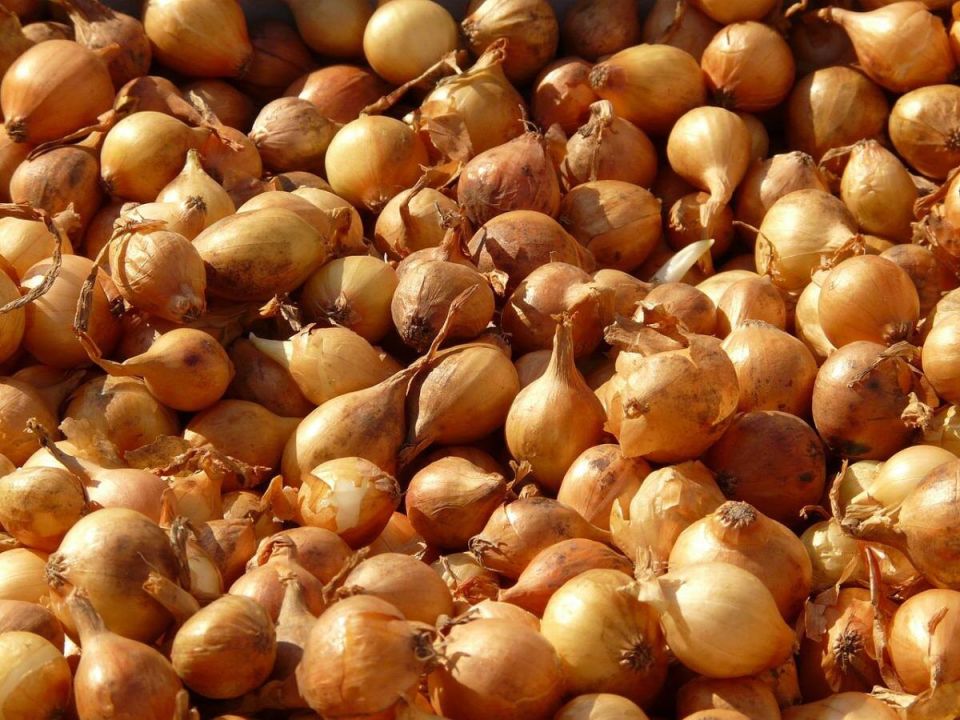 ������ ��� �������� ����, ������� ����� �������� ������