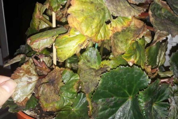 ��� ������������� ��������� �������: ������� ������� � ������ �� �����